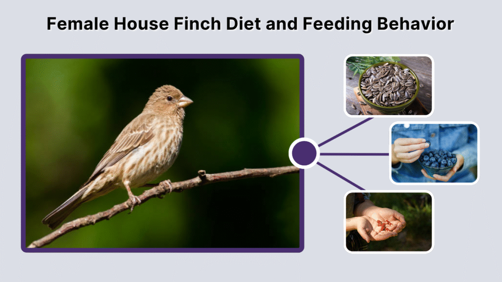 Female House Finch Diet and Feeding Behavior