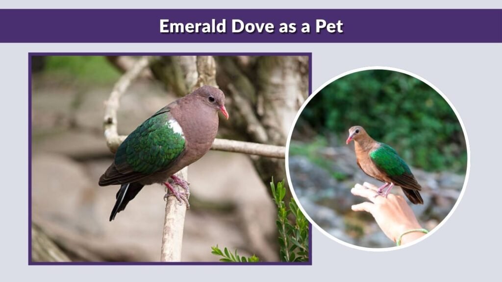 Emerald Dove as a Pet