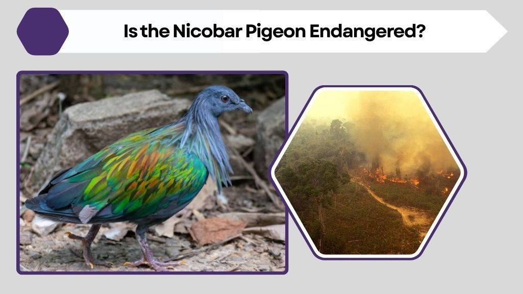 Is the Nicobar Pigeon Endangered?