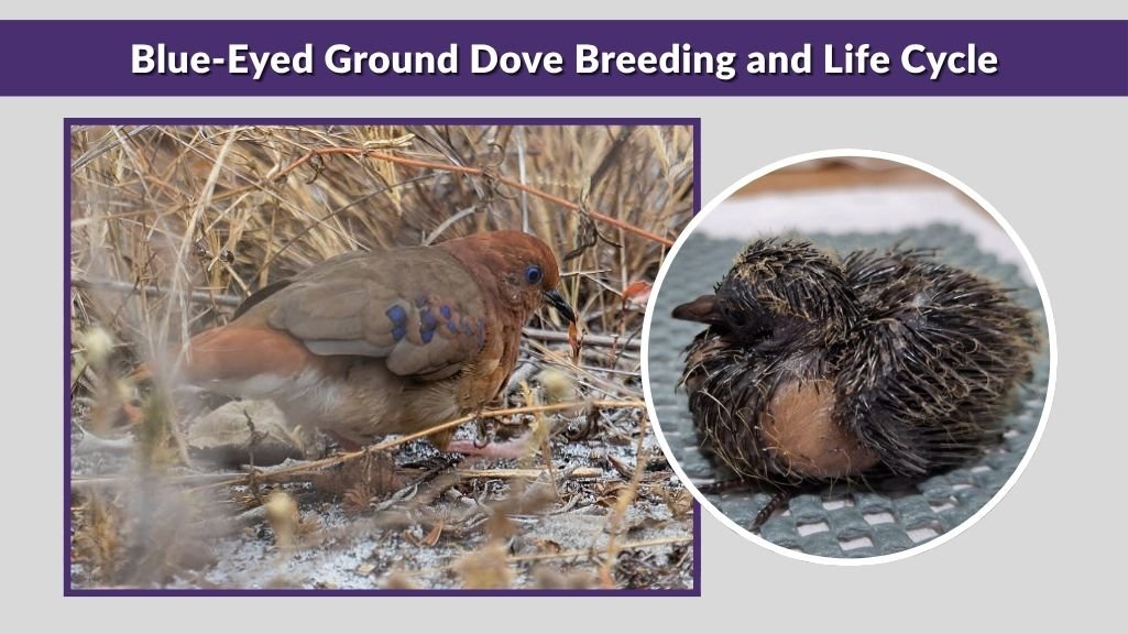 Blue-Eyed Ground Dove Breeding and Life Cycle