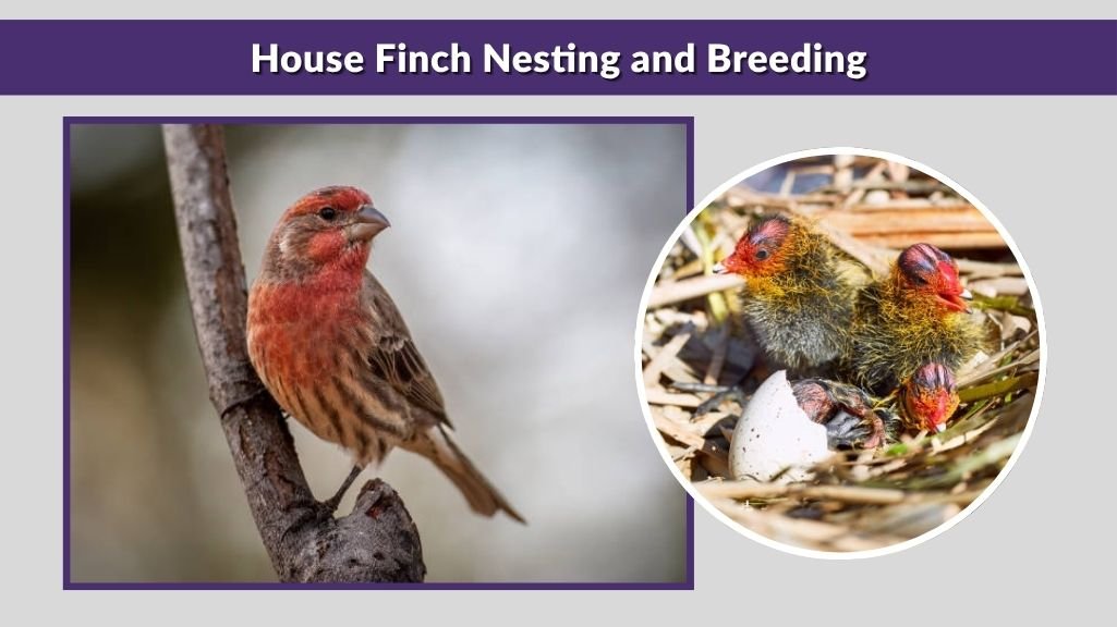 House Finch Nesting and Breeding