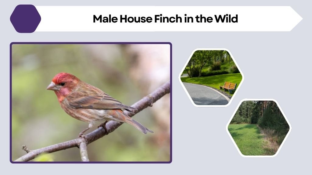 Male House Finch in the Wild