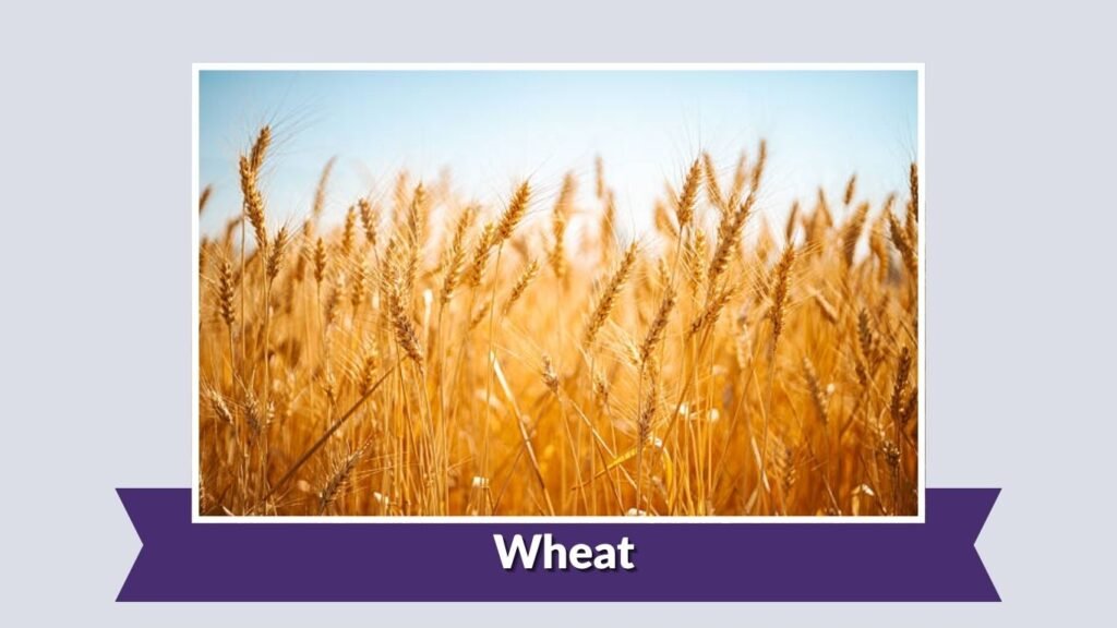 Wheat
