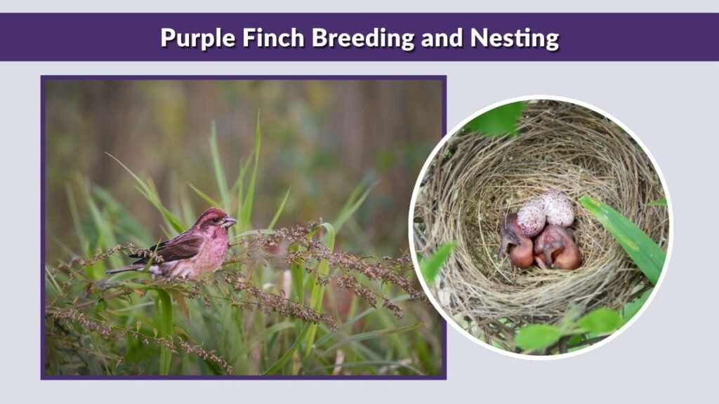 Purple Finch Breeding and Nesting