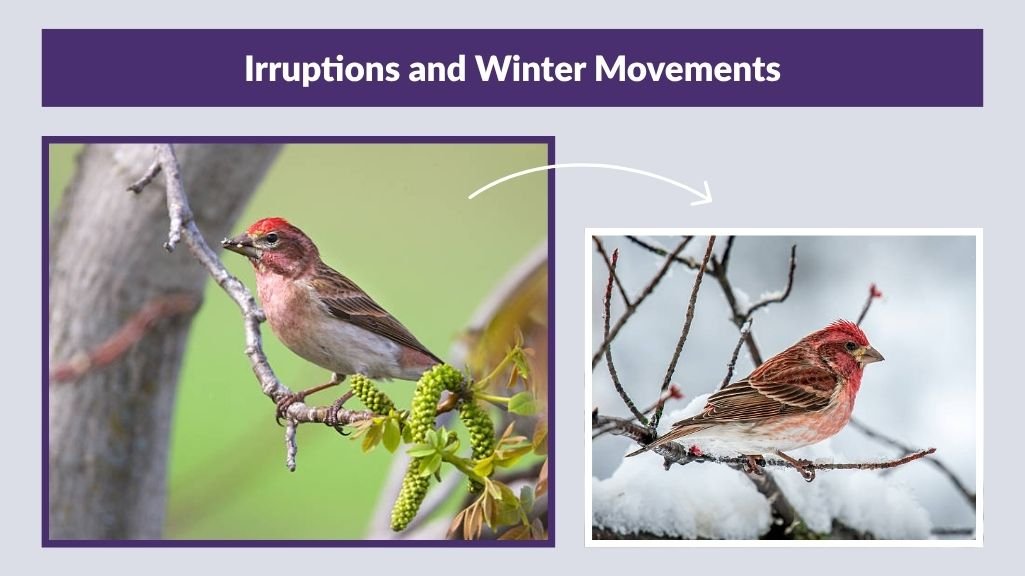 Irruptions and Winter Movements