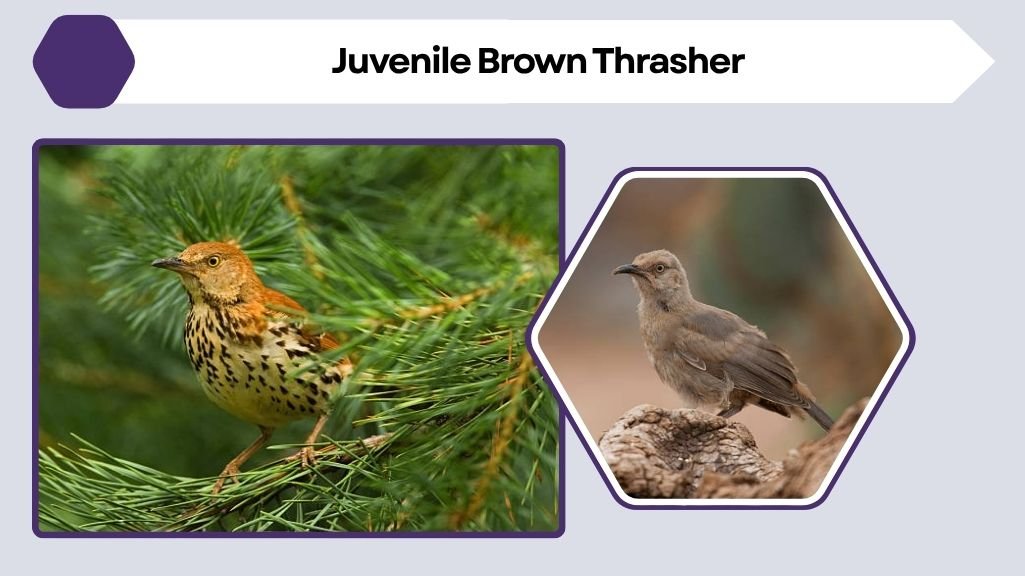 Juvenile Brown Thrasher