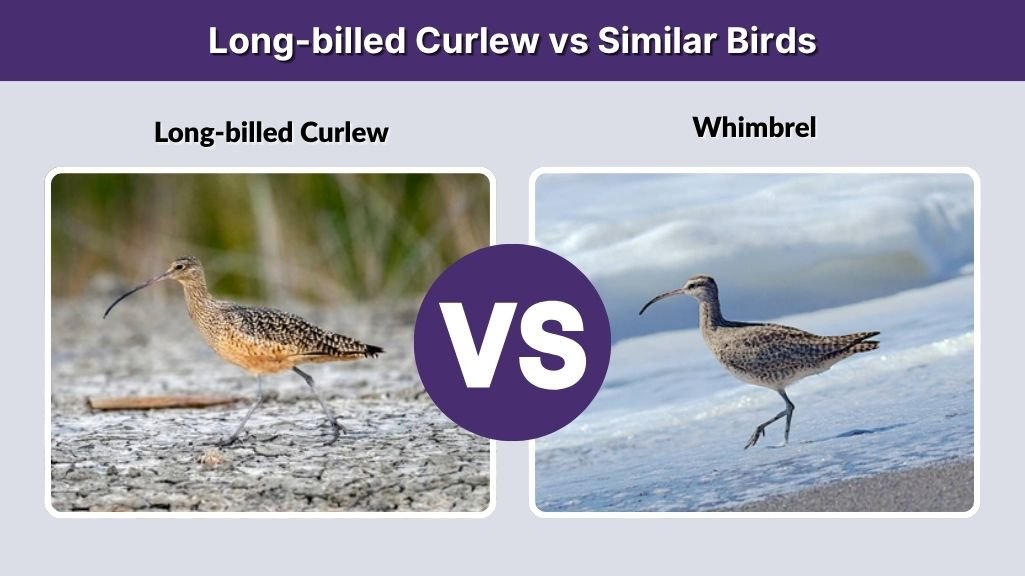 Long-billed Curlew vs Similar Birds