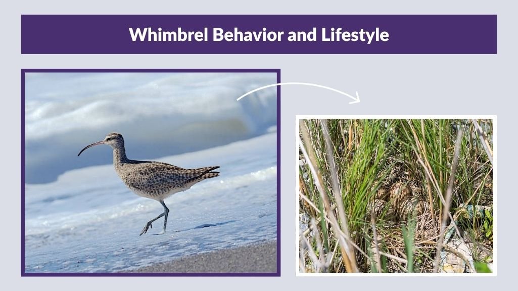 Whimbrel Behavior and Lifestyle