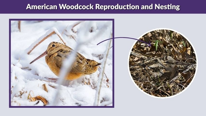 American Woodcock Reproduction and Nesting