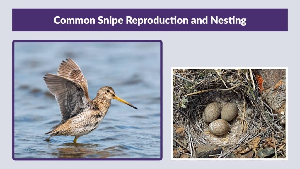 Common Snipe Reproduction and Nesting