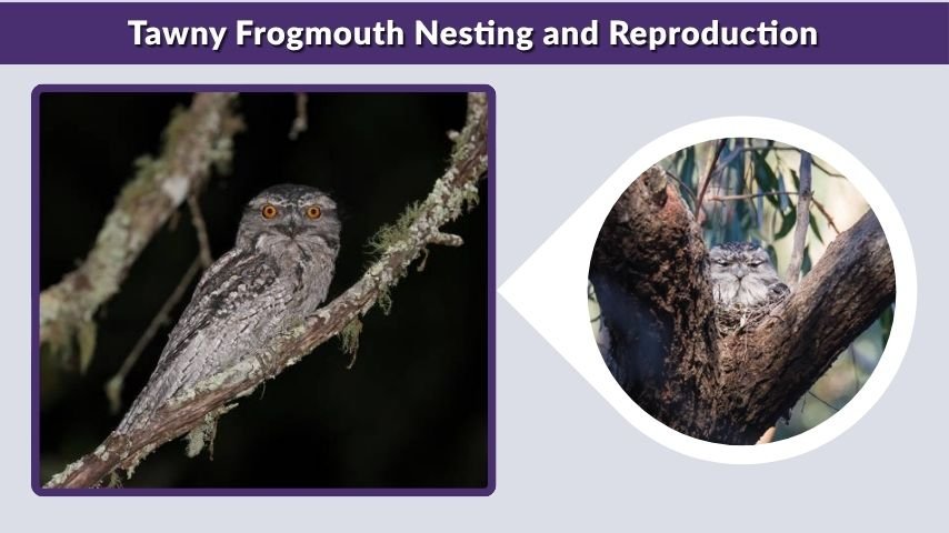 Tawny Frogmouth Nesting and Reproduction