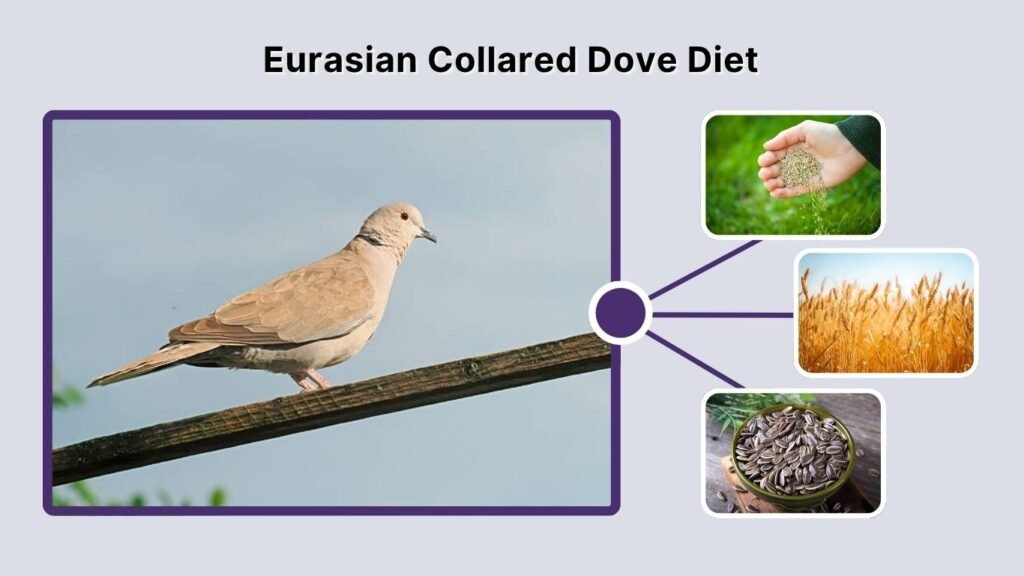 Eurasian Collared Dove Diet