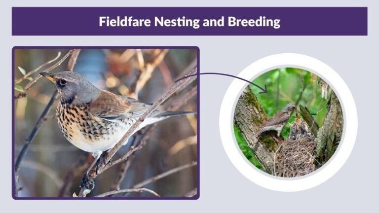 Fieldfare Bird Facts, Migration and Identification Guide