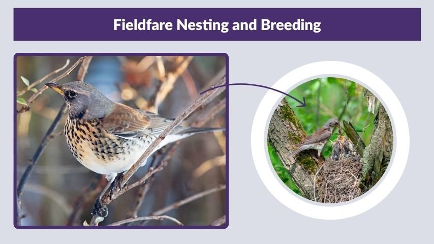 Fieldfare Nesting and Breeding