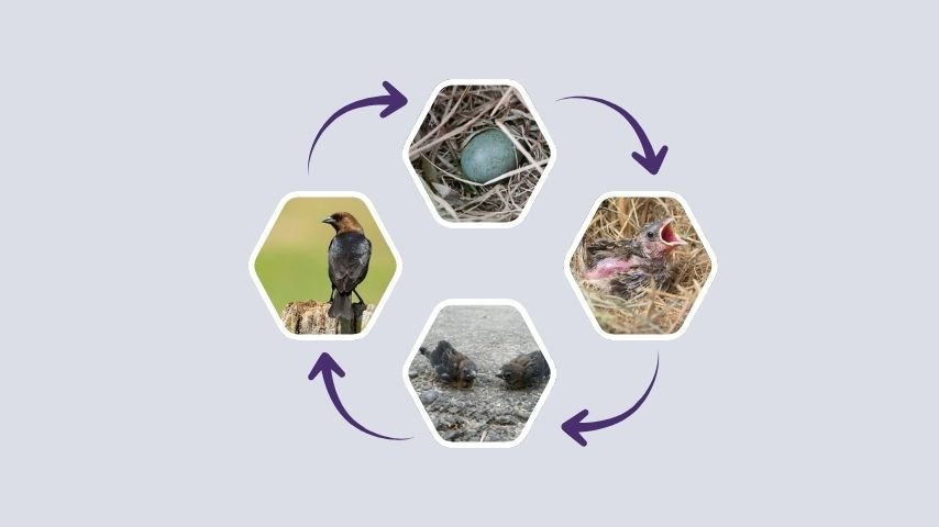 Brown-Headed Cowbird Nestlings, Chicks, and Life Cycle