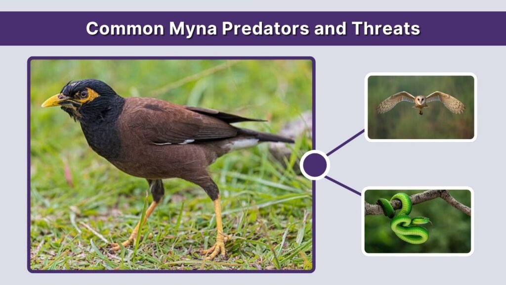 Common Myna Predators and Threats