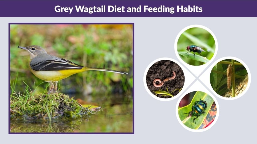 Grey Wagtail Diet and Feeding Habits