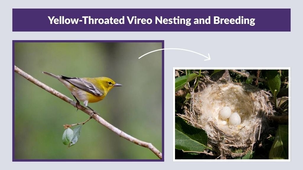 Yellow-Throated Vireo Nesting and Breeding