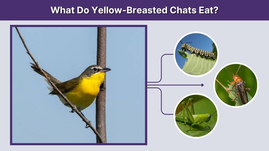 What Do Yellow-Breasted Chats Eat?