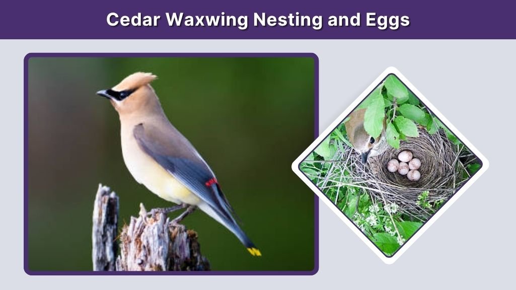 Cedar Waxwing Nesting and Eggs
