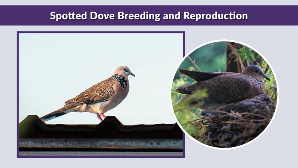 Spotted Dove Breeding and Reproduction