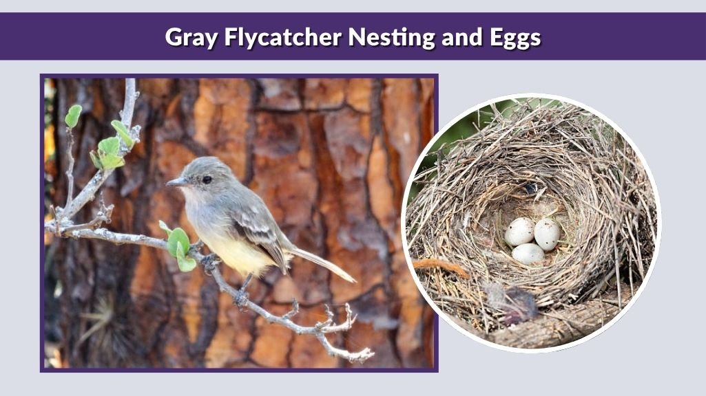 Gray Flycatcher Nesting and Eggs