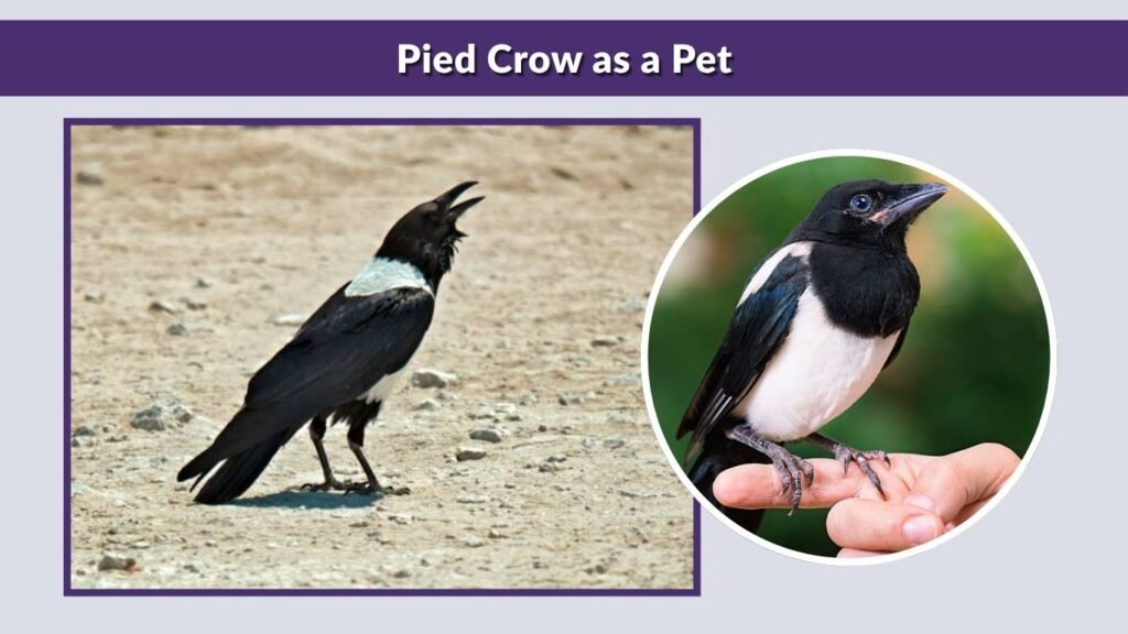Pied Crow as a Pet