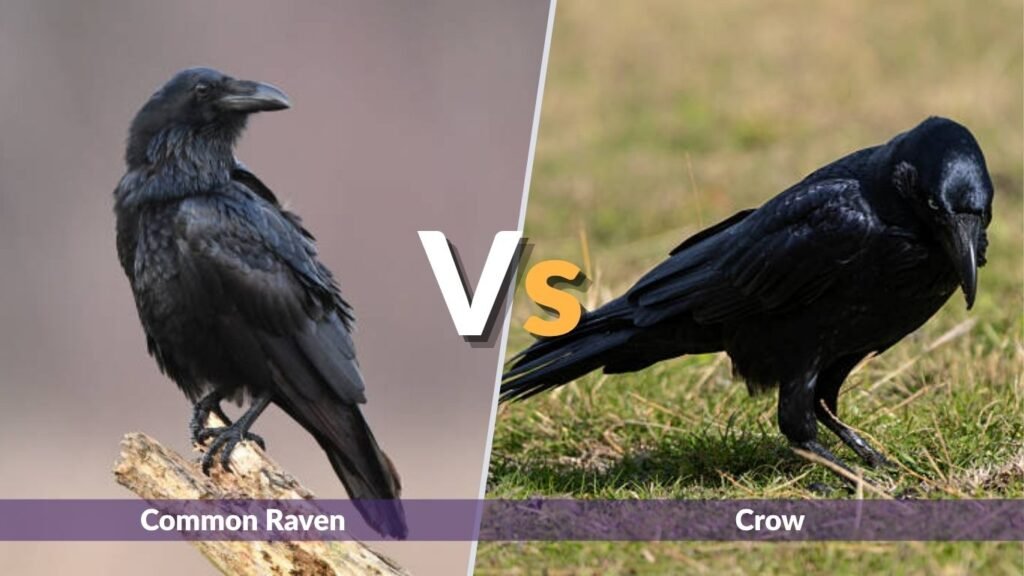 Common Raven vs Crow