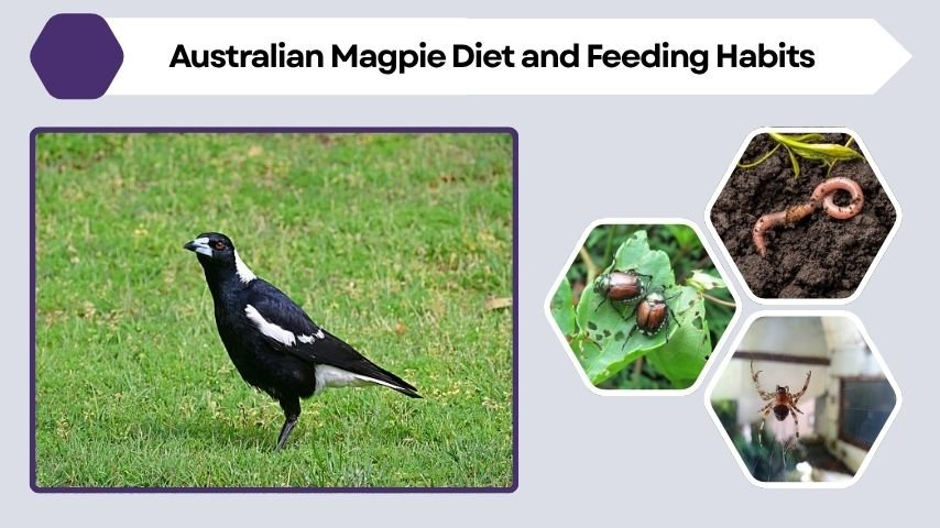 Australian Magpie Diet and Feeding Habits