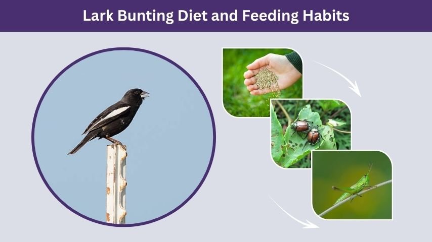 Lark Bunting Diet and Feeding Habits