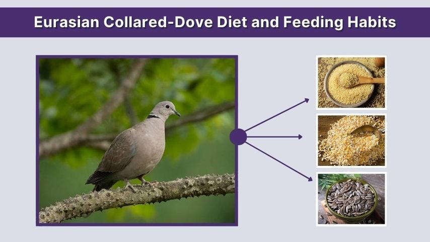 Eurasian Collared-Dove Diet and Feeding Habits