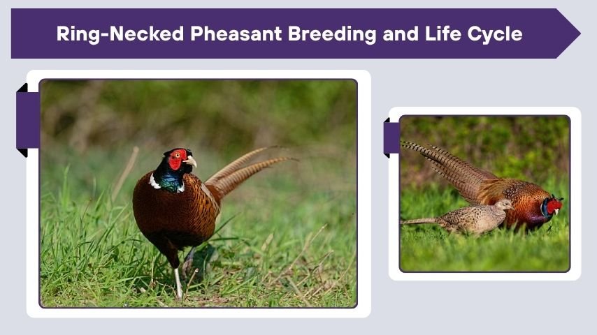 Ring-Necked Pheasant Breeding and Life Cycle