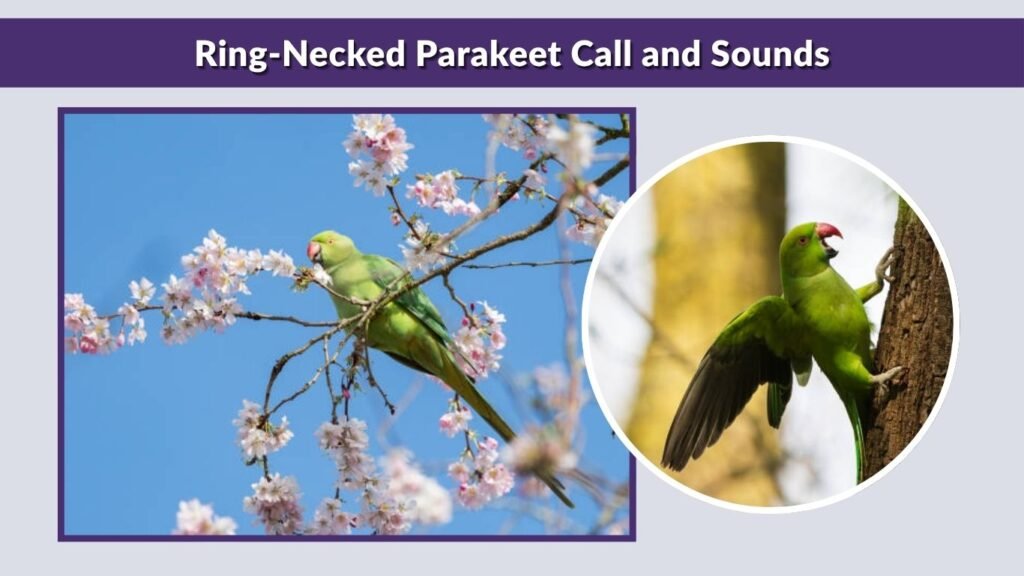 Ring-Necked Parakeet Call and Sounds