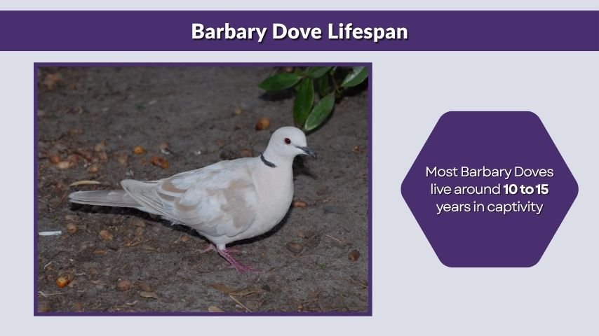 Barbary Dove Lifespan