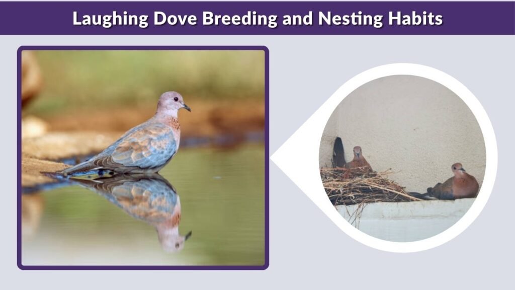 Laughing Dove Breeding and Nesting Habits
