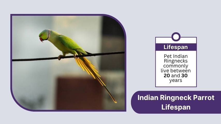 Indian Ringneck Parrot Lifespan