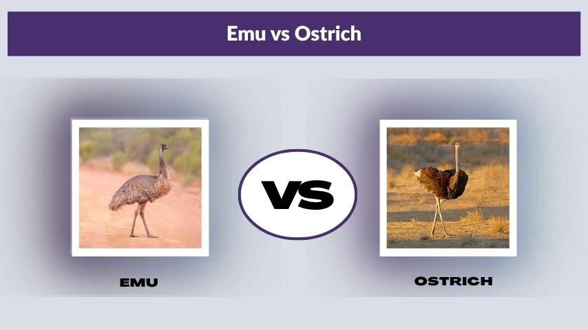 Emu vs Ostrich