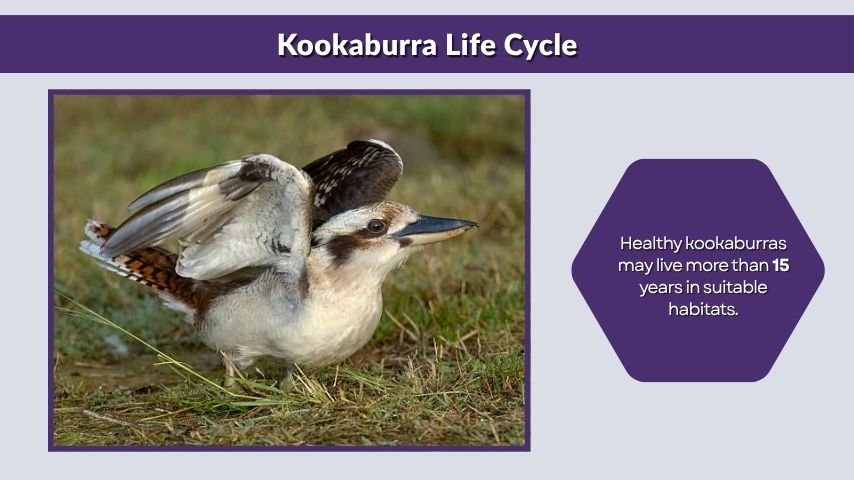 Kookaburra Life Cycle