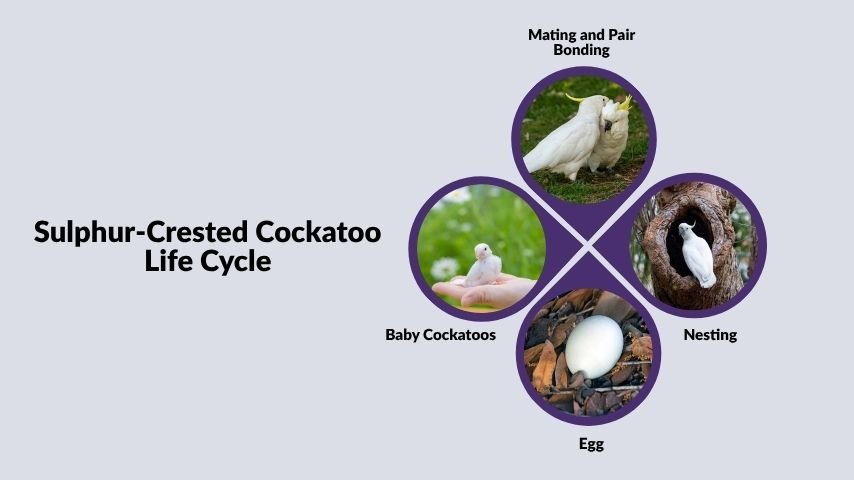 Sulphur-Crested Cockatoo Life Cycle