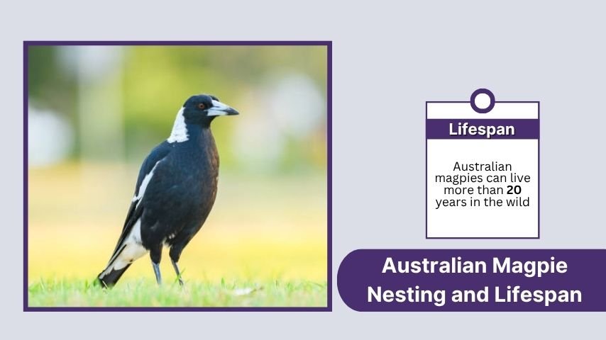 Australian Magpie Nesting and Lifespan