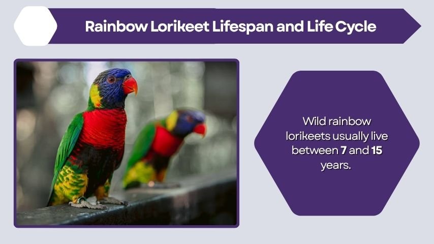 Rainbow Lorikeet Lifespan and Life Cycle