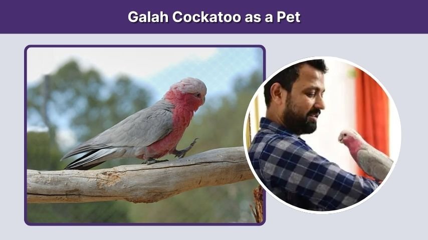Galah Cockatoo as a Pet