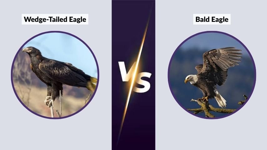 Wedge-Tailed Eagle vs Bald Eagle