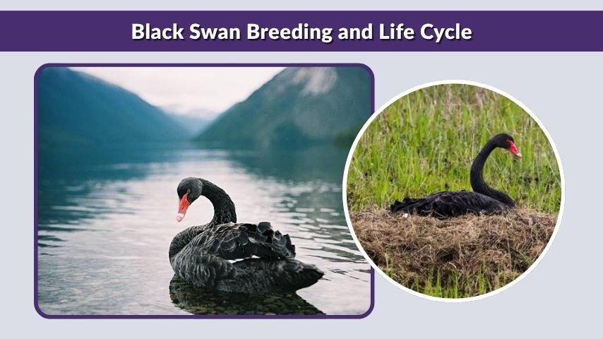 Black Swan Breeding and Life Cycle