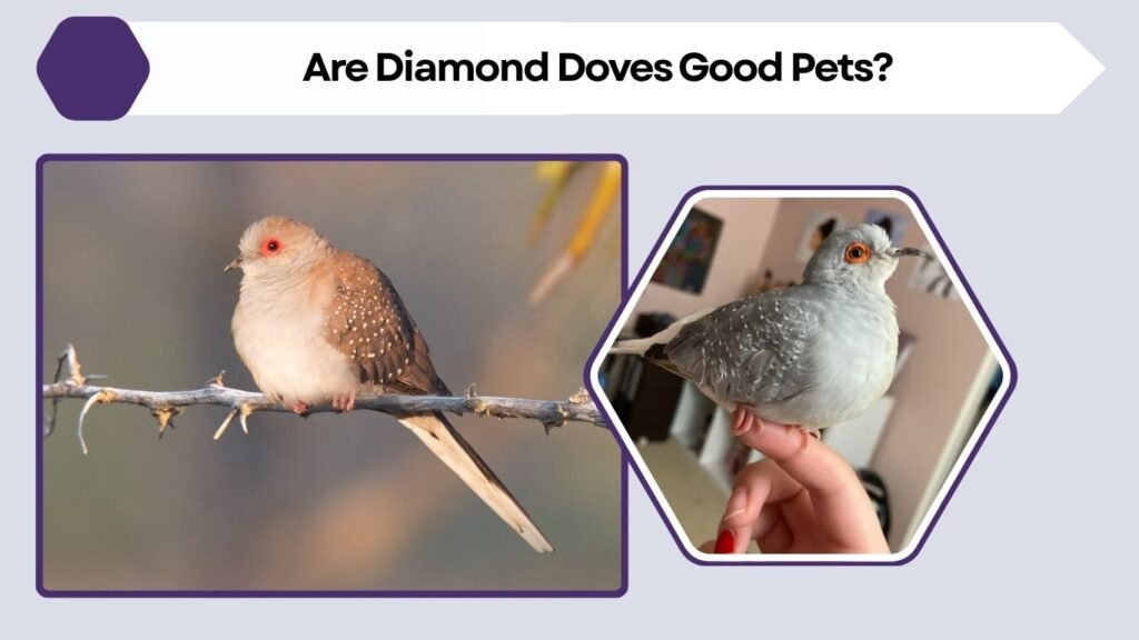 Are Diamond Doves Good Pets?