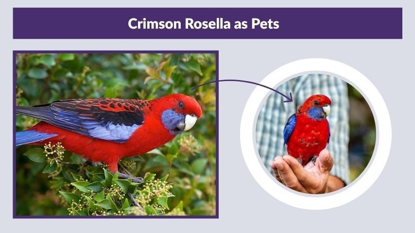 Crimson Rosella as Pets