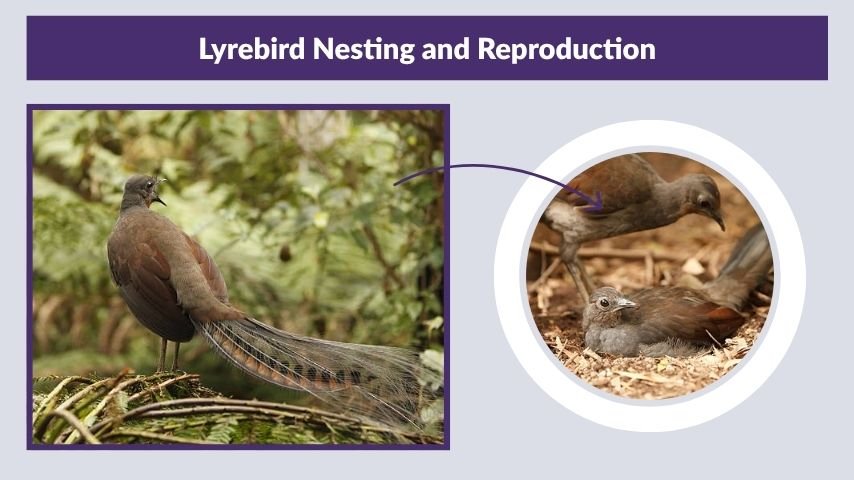 Lyrebird Nesting and Reproduction