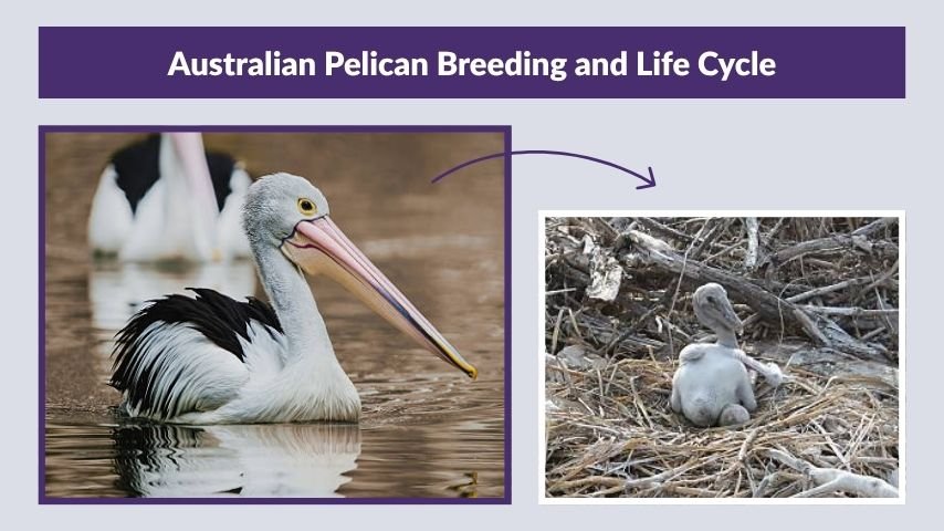 Australian Pelican Breeding and Life Cycle