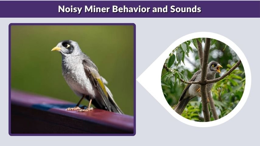 Noisy Miner Behavior and Sounds