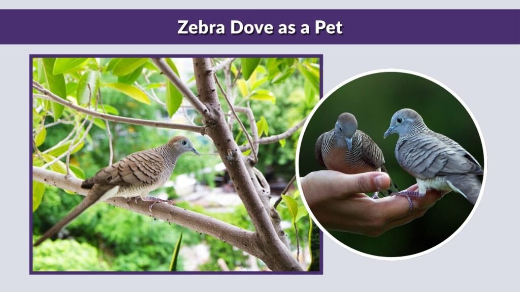 Zebra Dove as a Pet